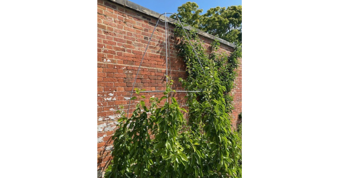 Climbing plants of brick wall